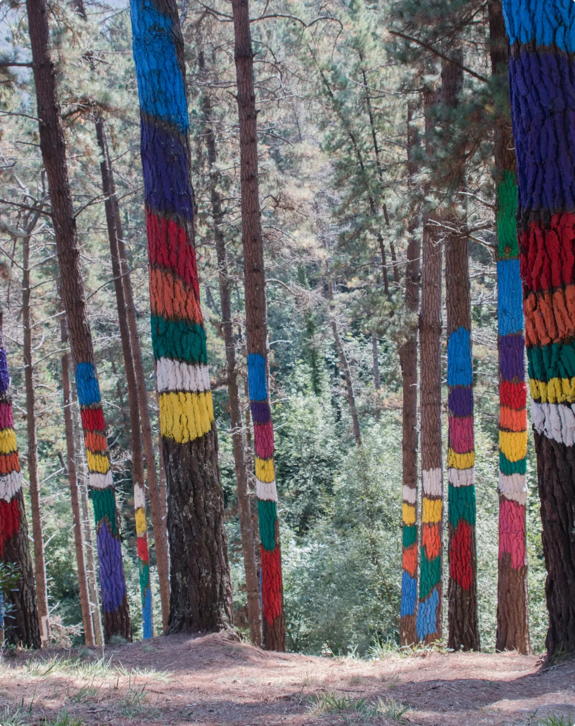 Bosque de Oma